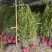 大叶北海道黄杨树苗围墙篱笆植物四季常青庭院绿篱围栏万