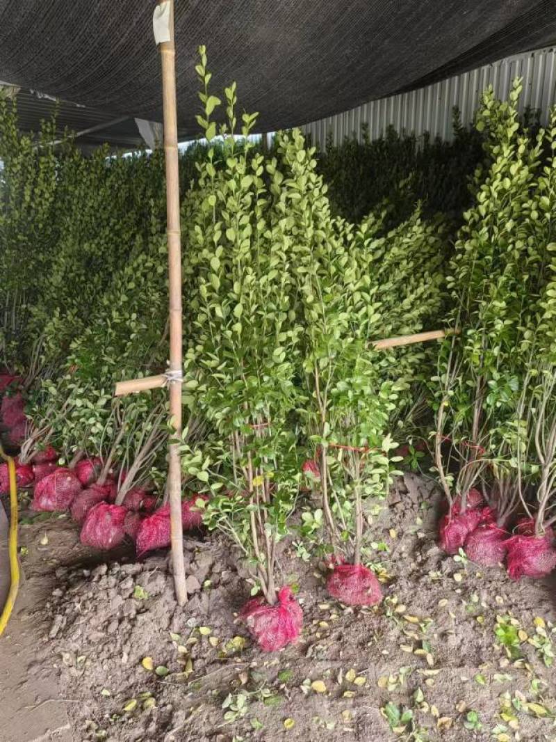 大叶北海道黄杨树苗围墙篱笆植物四季常青庭院绿篱围栏万