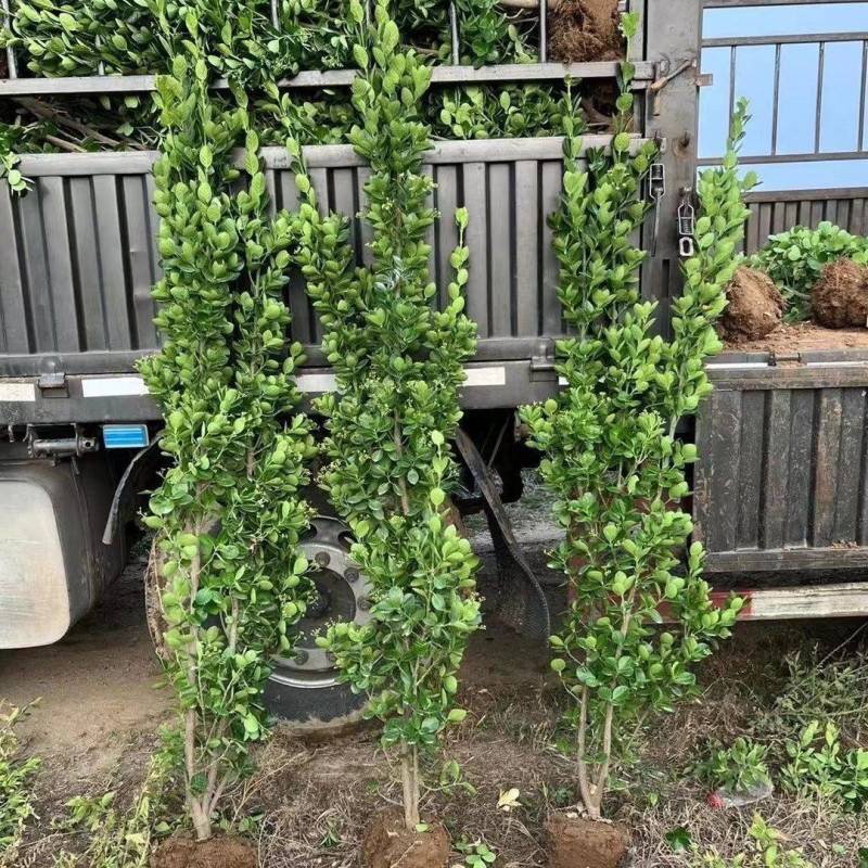 大叶北海道黄杨树苗围墙篱笆植物四季常青庭院绿篱围栏万