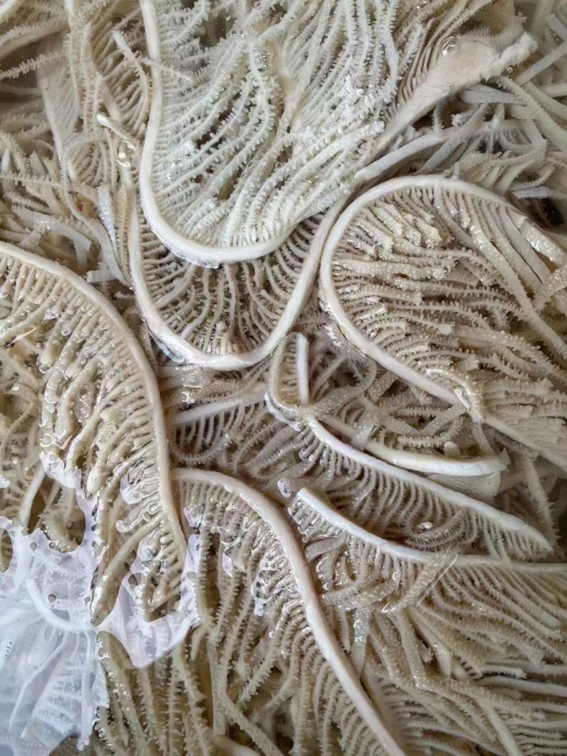 水煮千层肚牛百叶冷冻保存全国发货品质保证