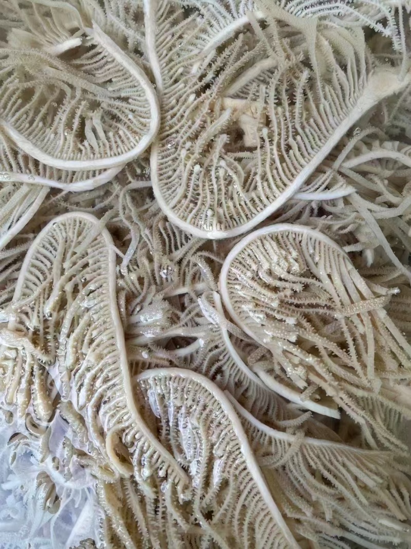 水煮千层肚牛百叶冷冻保存全国发货品质保证