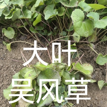 大叶吴风草