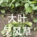 大叶吴风草