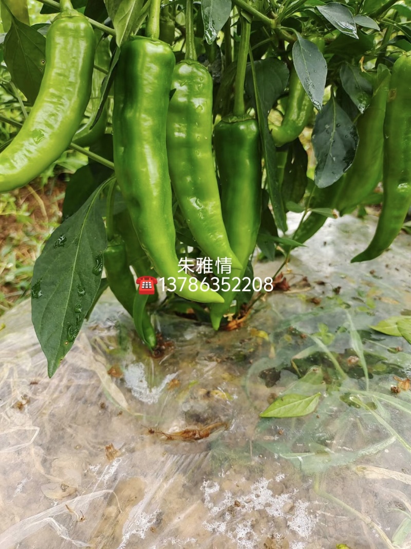 【基地直销】醴东合作社优质线椒苗，川椒苗，牛角椒苗