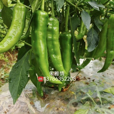 【基地直销】醴东合作社优质线椒苗，川椒苗，牛角椒苗