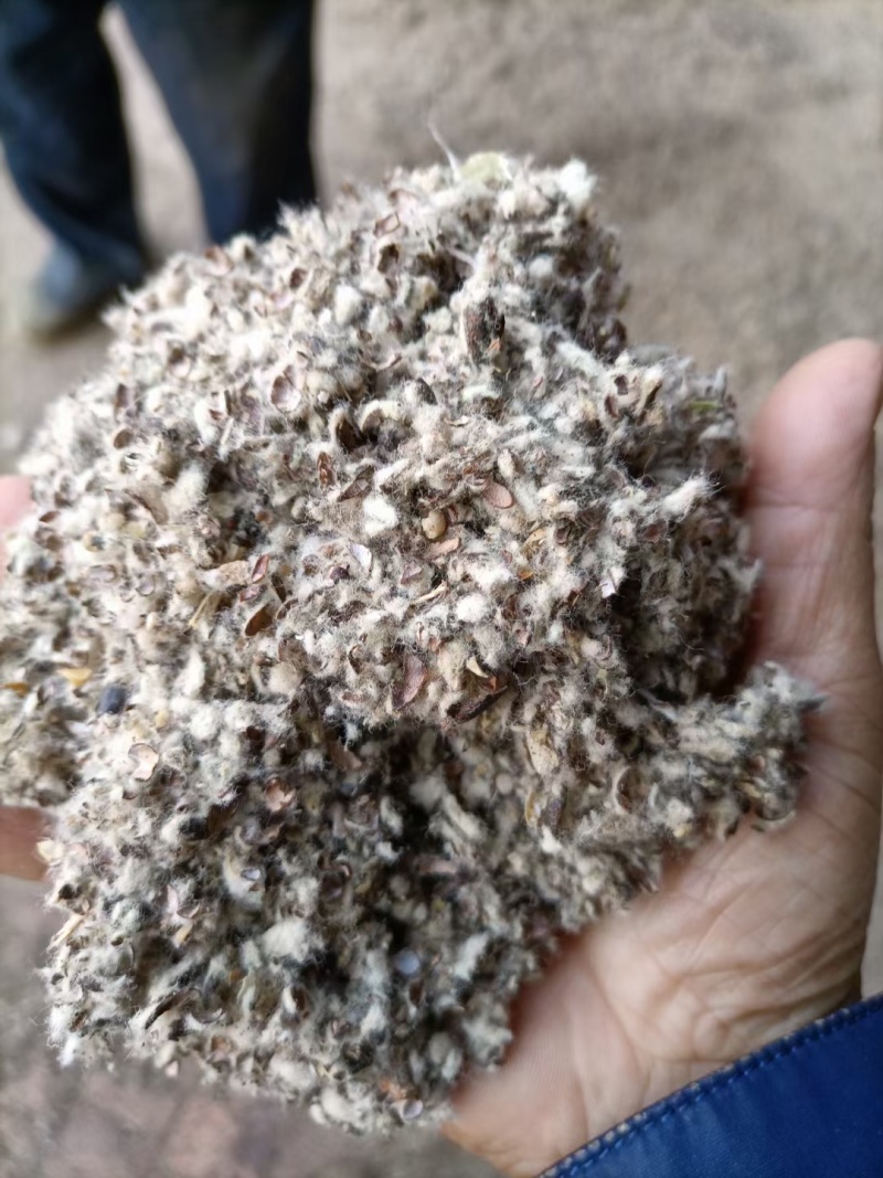 优质棉籽壳出售