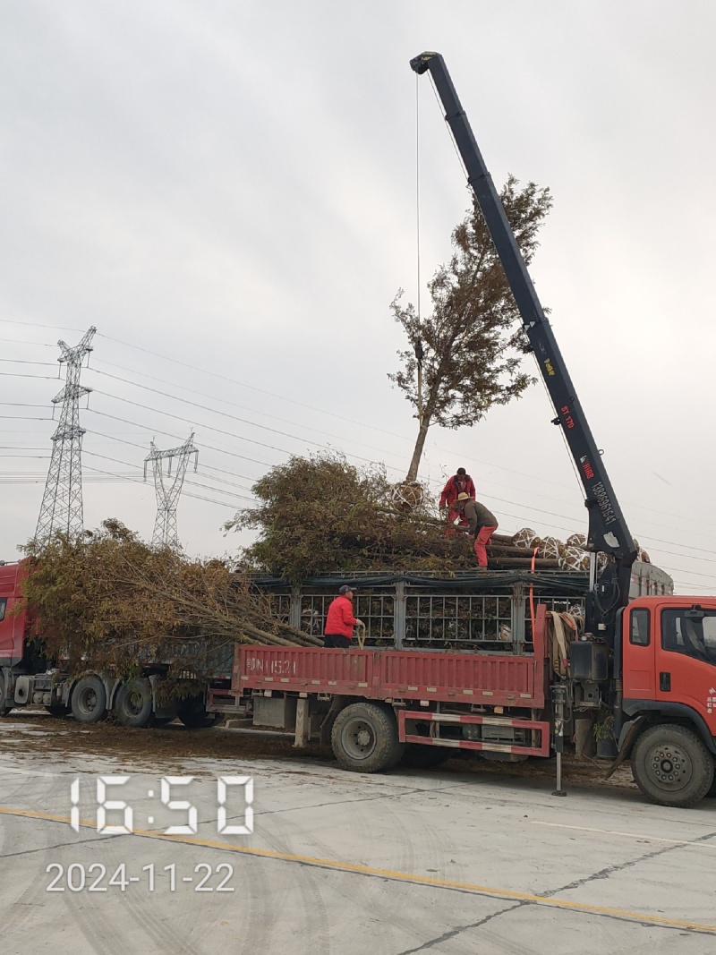 米径2-12公分的水杉，水杉苗，杉树，大量供应