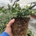 南方蓝莓盆栽，带花带果，可供电商