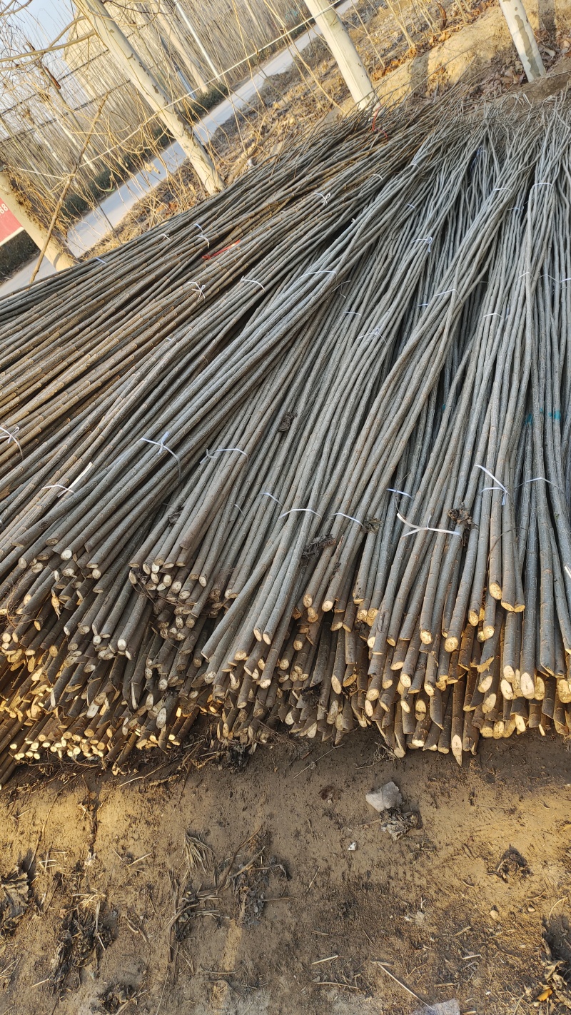 107杨树种条，种条段基地直发量大价优假一赔十