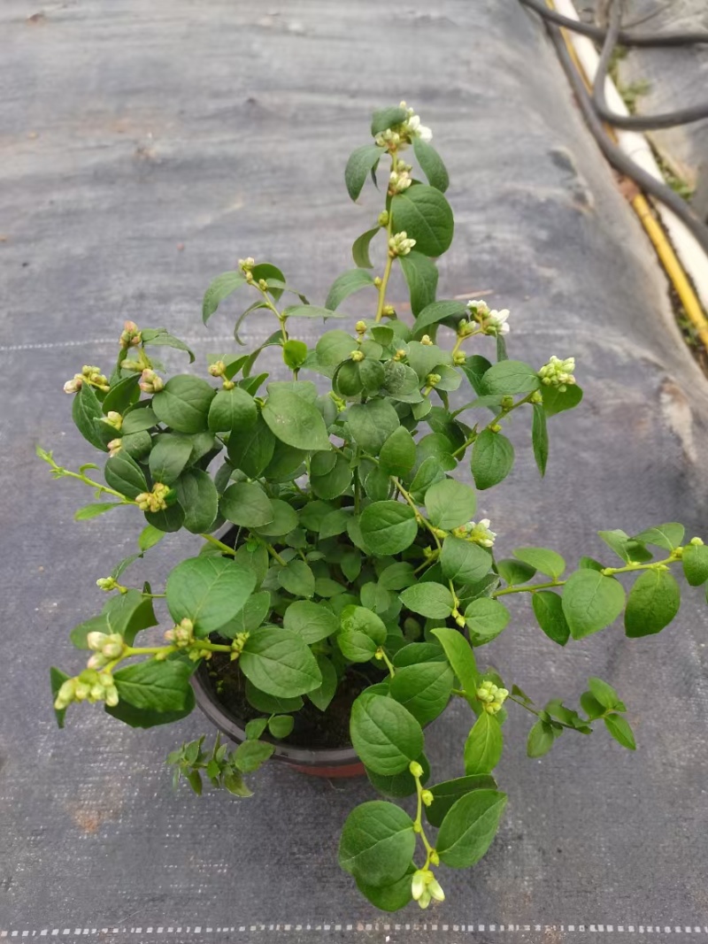 南方蓝莓盆栽，带花带果，可供电商