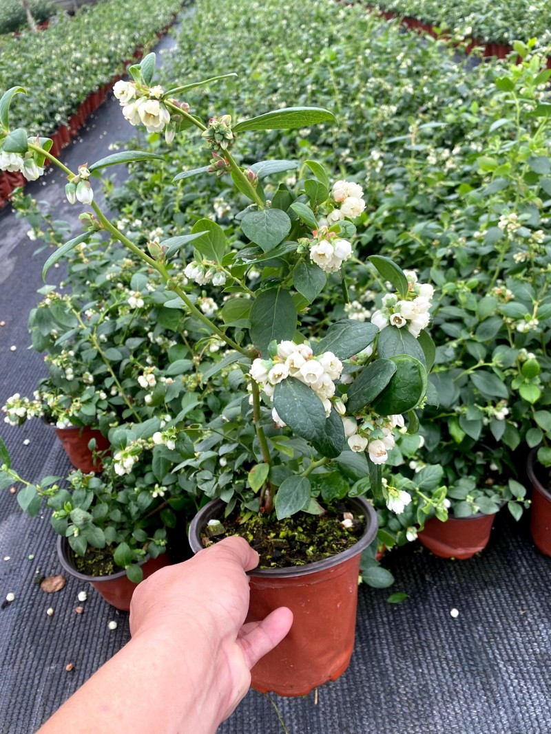 南方蓝莓盆栽，带花带果，可供电商