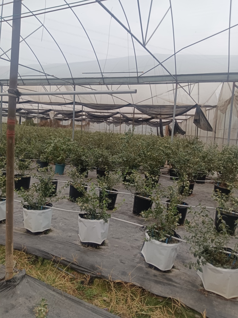 南方蓝莓盆栽，带花带果，可供电商