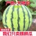 云南高山麒麟瓜