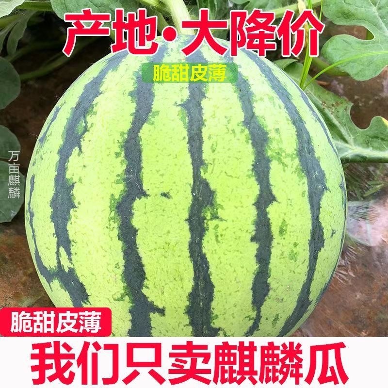 云南高山麒麟瓜
