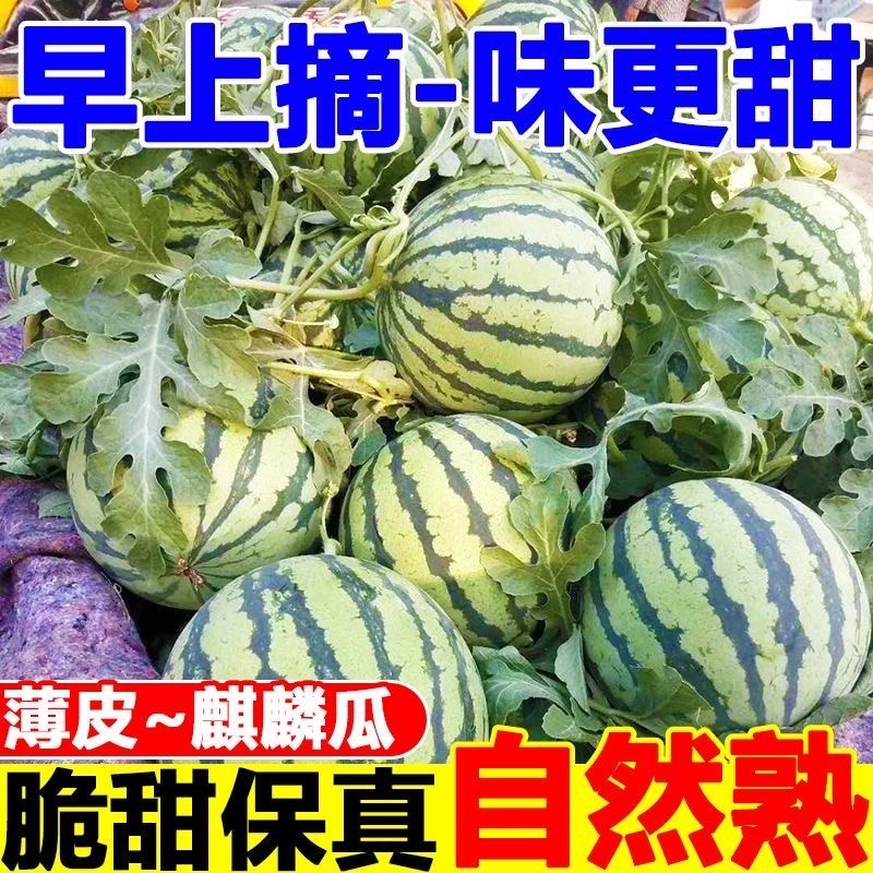 云南高山麒麟瓜