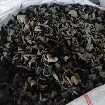 东北木耳批发肉厚好吃原干货泡发率高