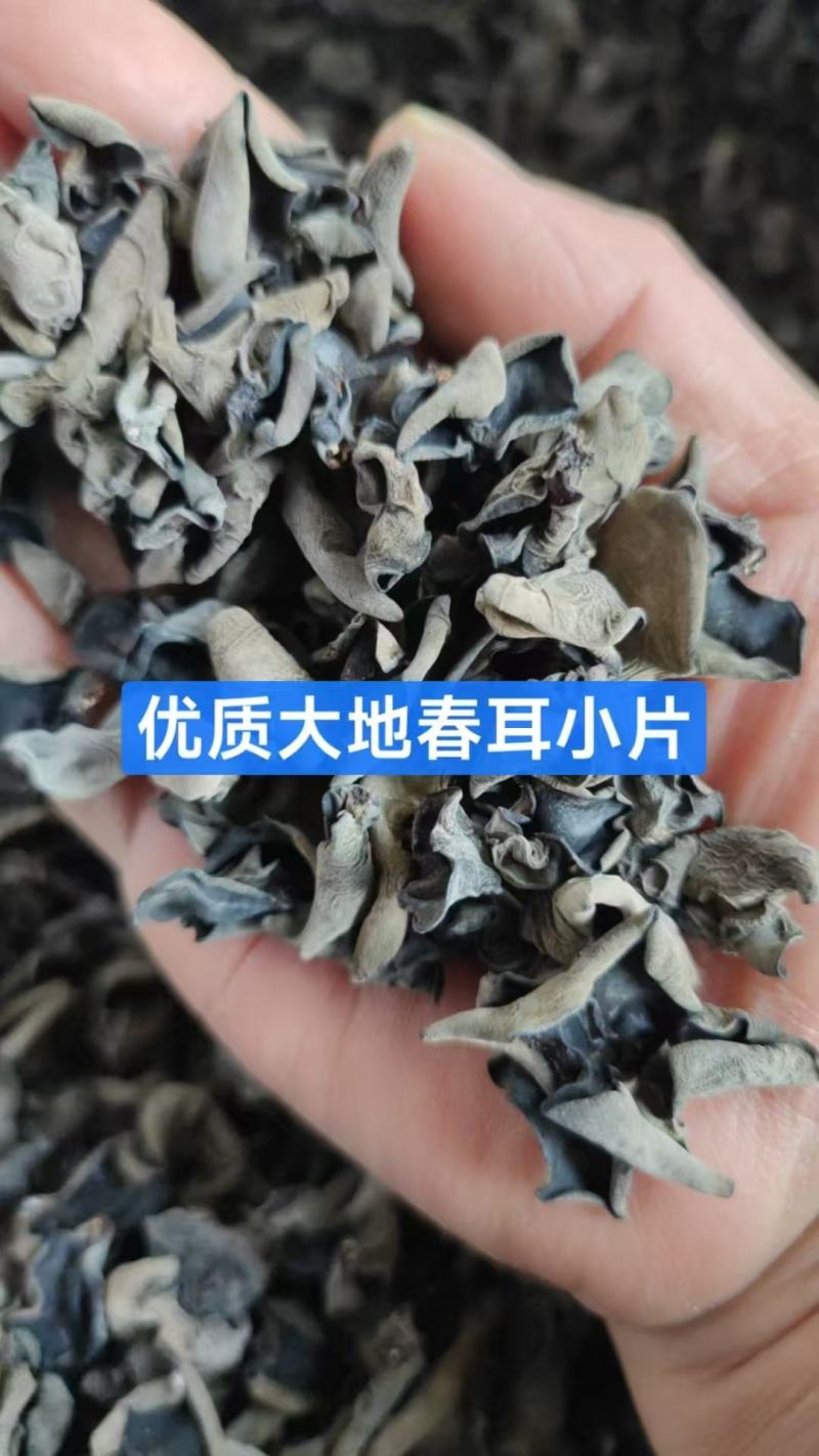 东北木耳批发肉厚好吃原干货泡发率高
