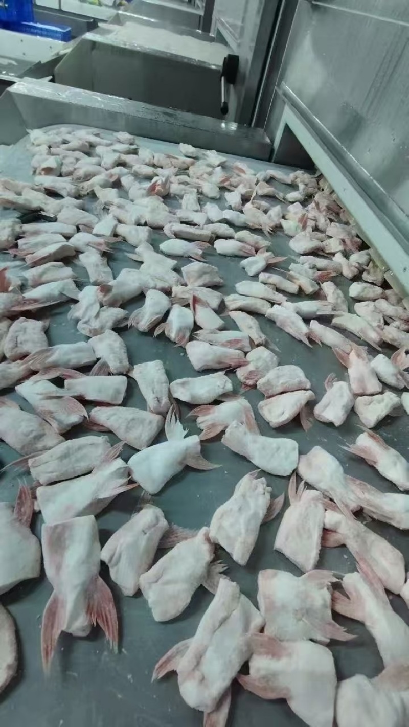 单冻鱼鳍巴沙鱼翅板冻商用烧烤食材