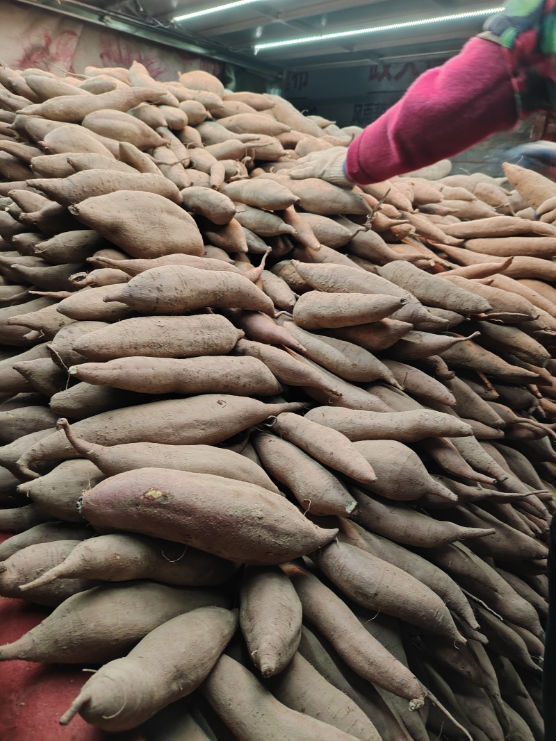 精品板栗薯，纯纯条子货，适合电商，批发市场，大量有货