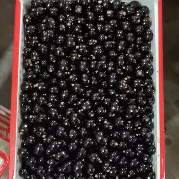 精品树葡萄