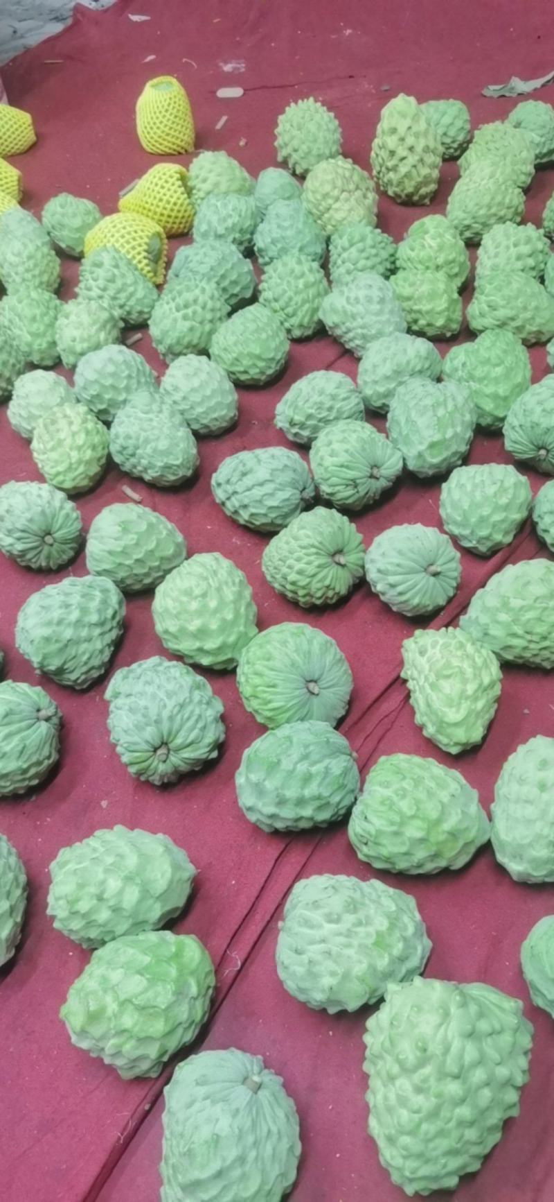 释迦应季品种随时可聊