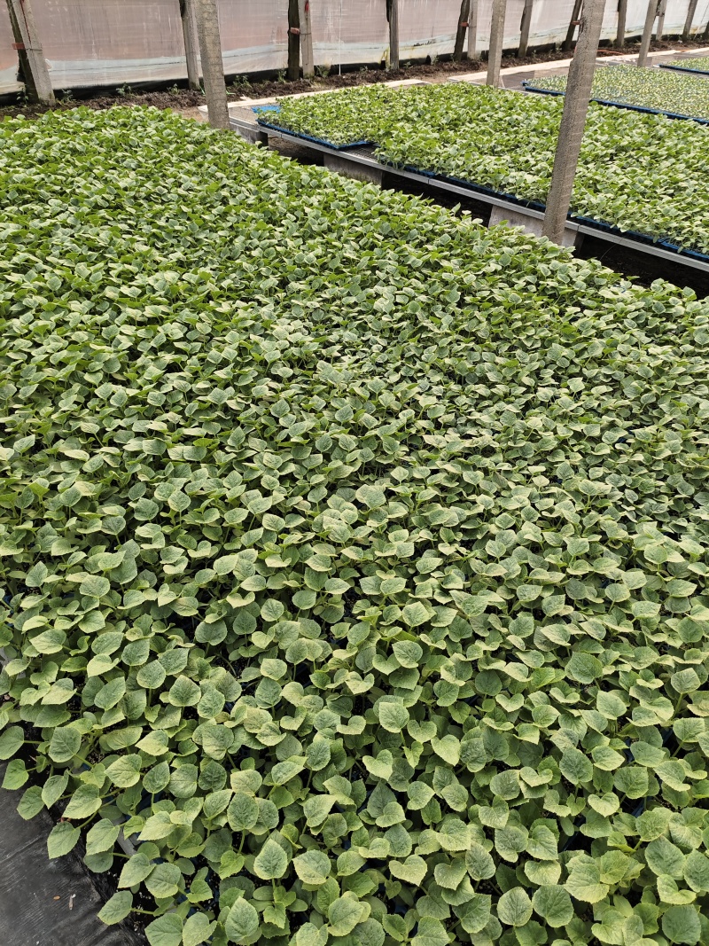 网纹瓜西州蜜小蜜黄皮苗品质保证产地直发