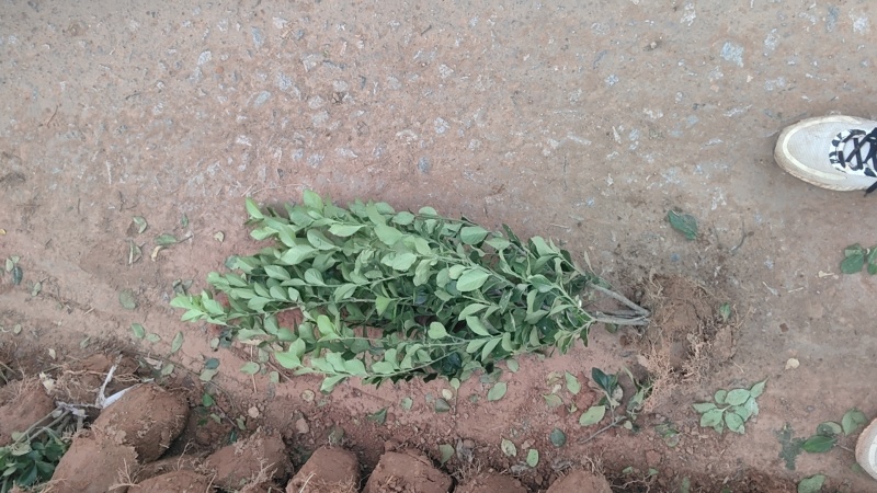 卫矛苗