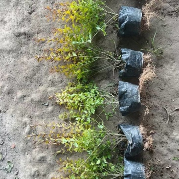 亮晶女贞绿篱基地直供球型饱满欢迎实地考察各种规格齐全