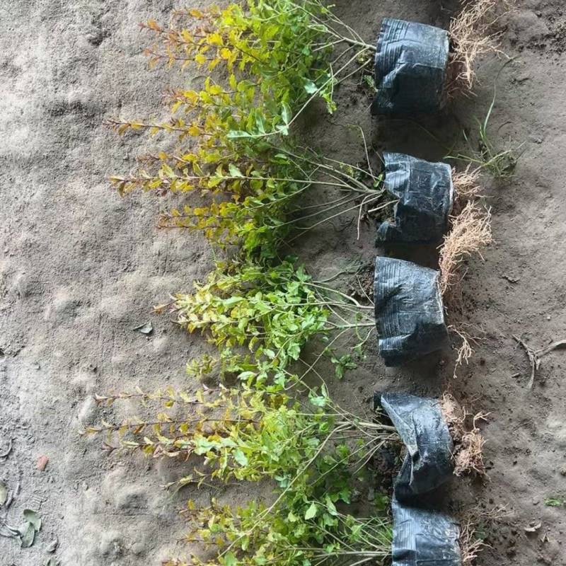 亮晶女贞绿篱基地直供球型饱满欢迎实地考察各种规格齐全