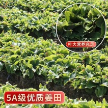 几十亩沙姜开始播种，年尾大量现货，有需要的老板联系