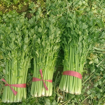 鲜芹菜