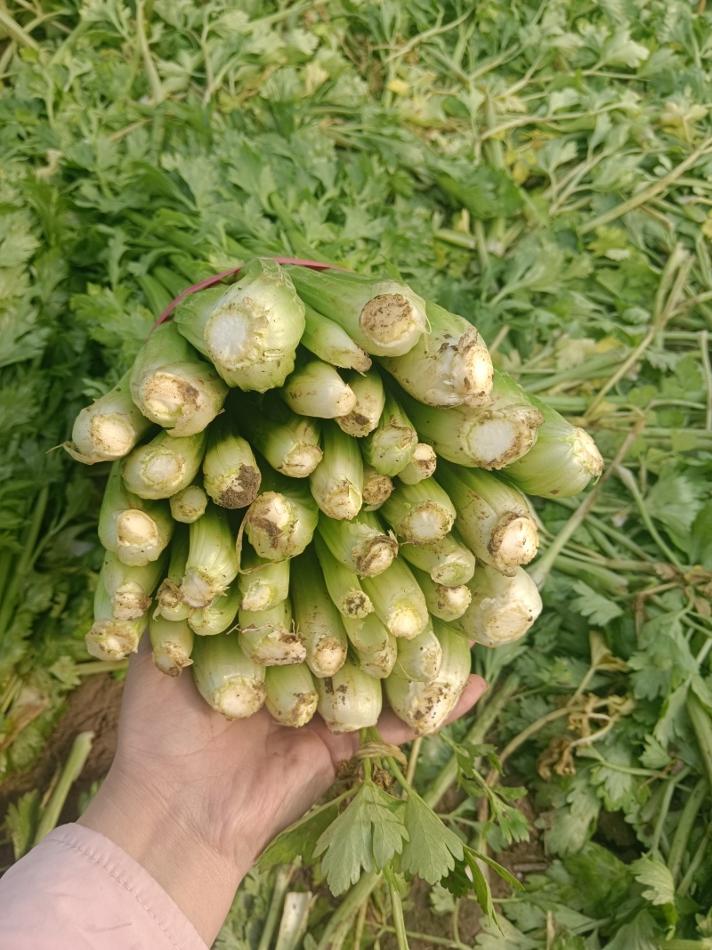 鲜芹菜