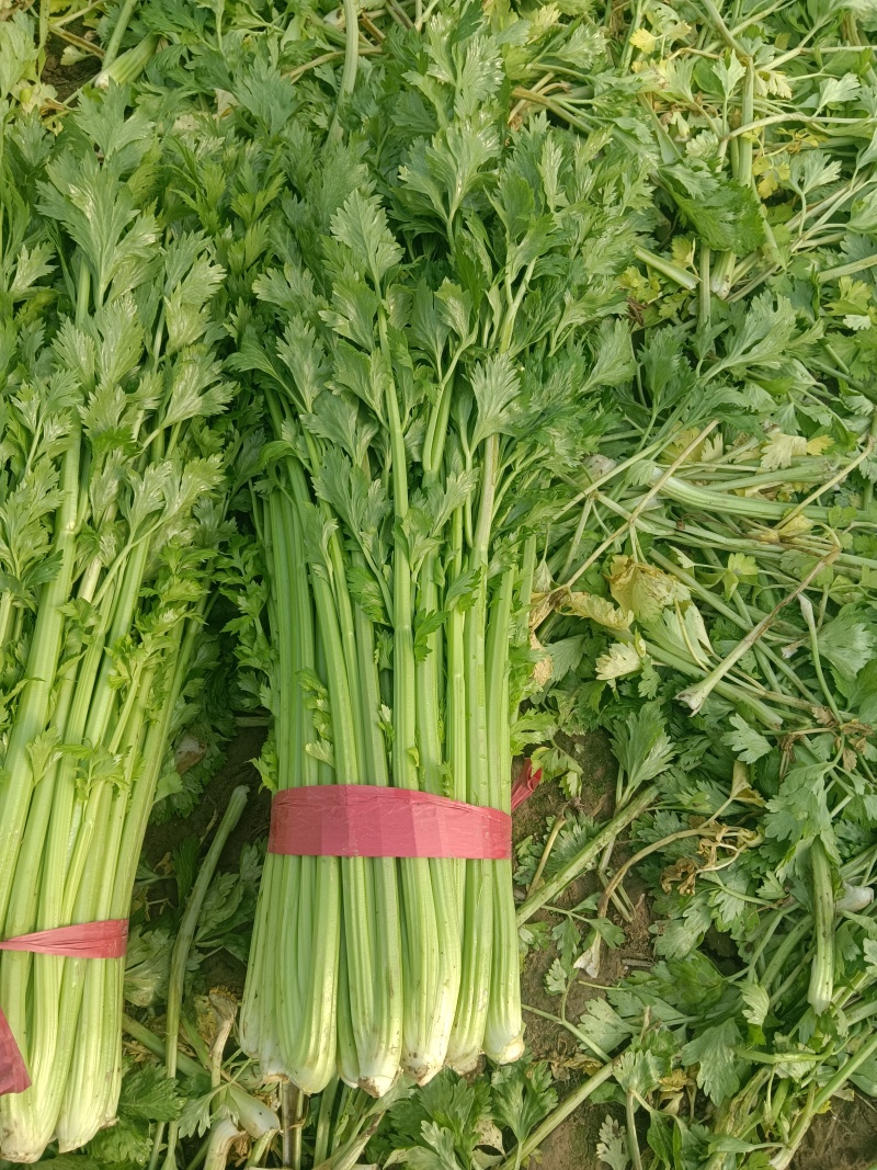 鲜芹菜