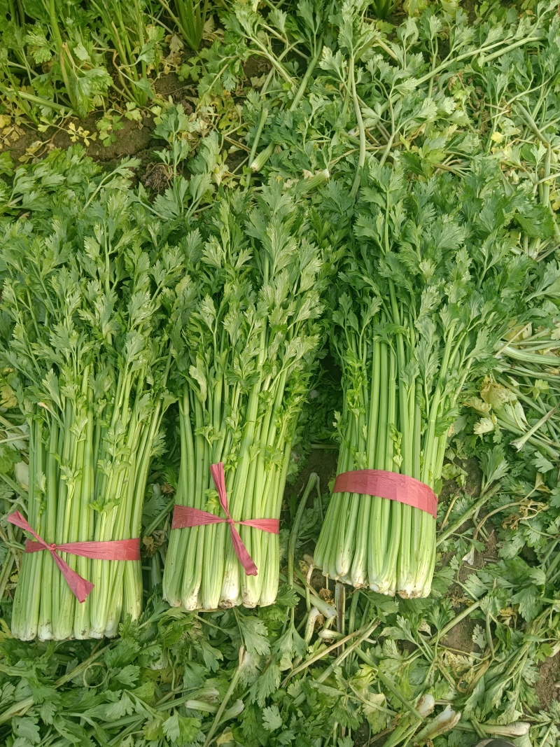 鲜芹菜