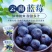 一件代发～云南花香蓝莓～抖音～快手～各大电商平台