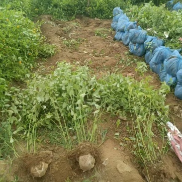 棣棠基地直供球型饱满欢迎实地考察各种规格齐全欢迎实地考察
