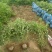 棣棠基地直供球型饱满欢迎实地考察各种规格齐全欢迎实地考察