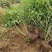 棣棠基地直供球型饱满欢迎实地考察各种规格齐全欢迎实地考察