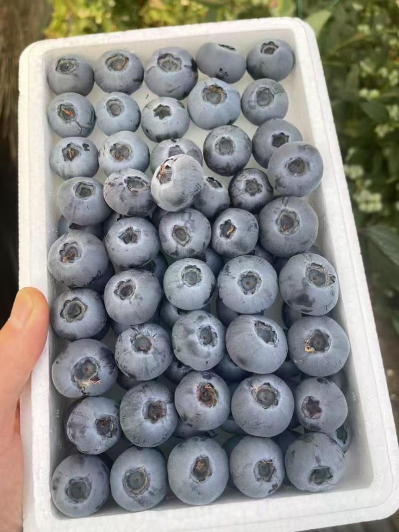 蓝莓，可免费提供冷库包装车间