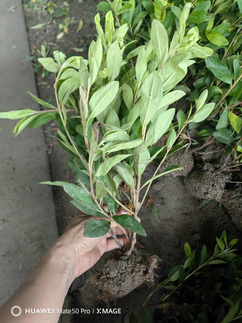 毛娟基地直供球型饱满欢迎实地考察各种规格齐全欢迎实地考察