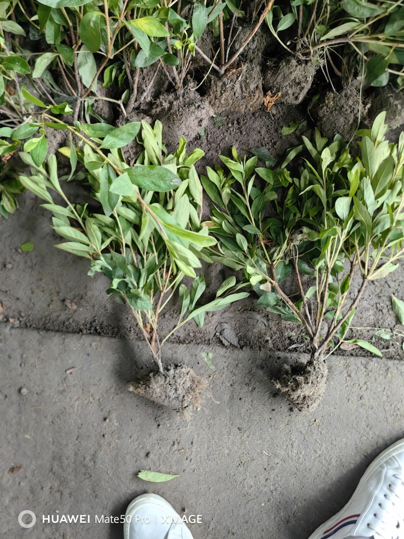 毛娟基地直供球型饱满欢迎实地考察各种规格齐全欢迎实地考察
