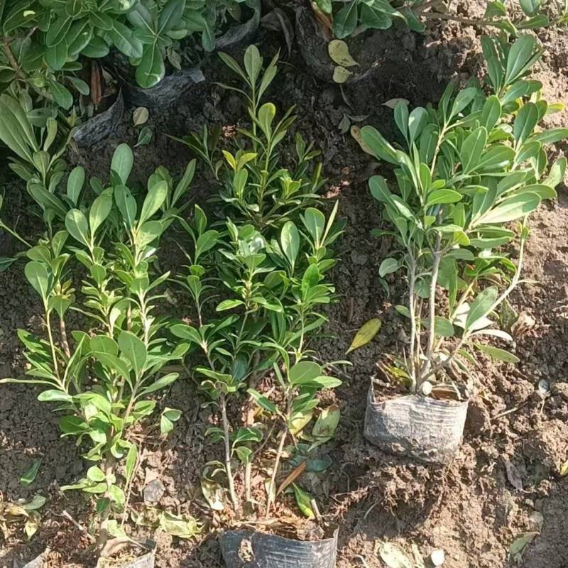海桐色块苗地被基地直供球型饱满欢迎实地考察各种规格齐全欢