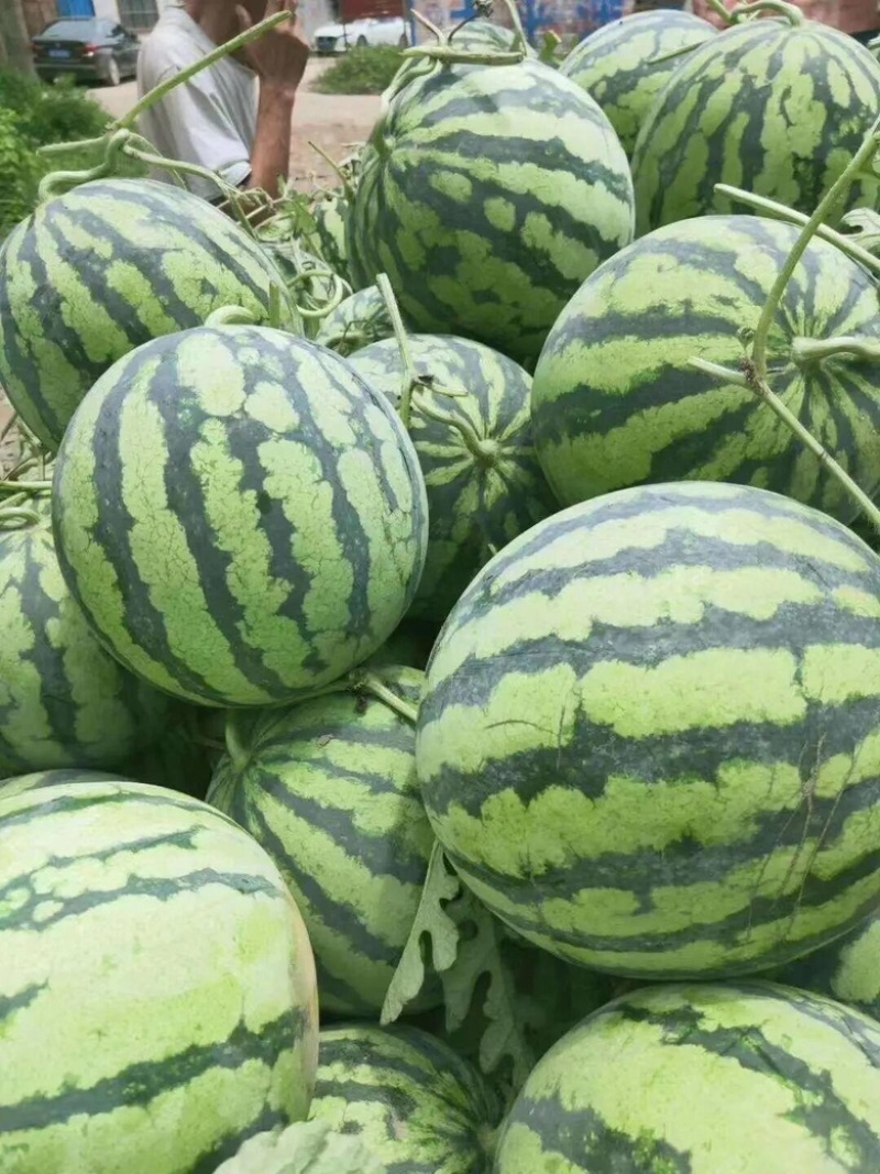 甜王西瓜产地大量供货