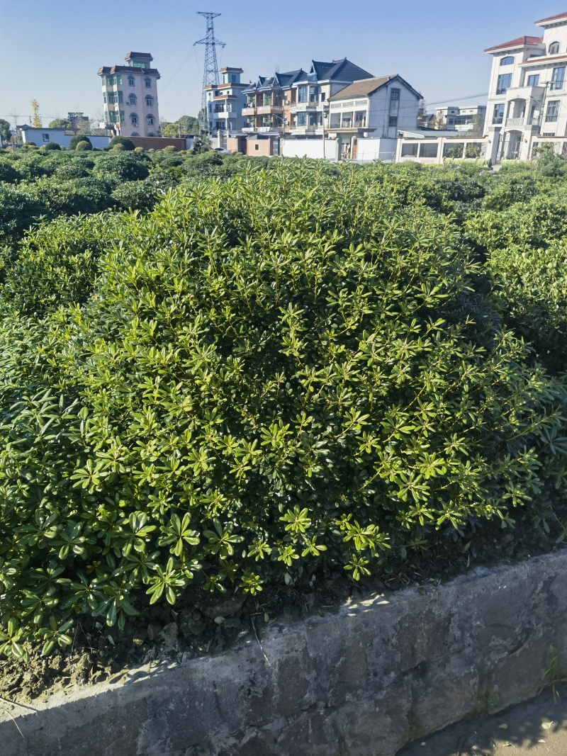 海桐球基地直供球型饱满欢迎实地考察各种规格齐全