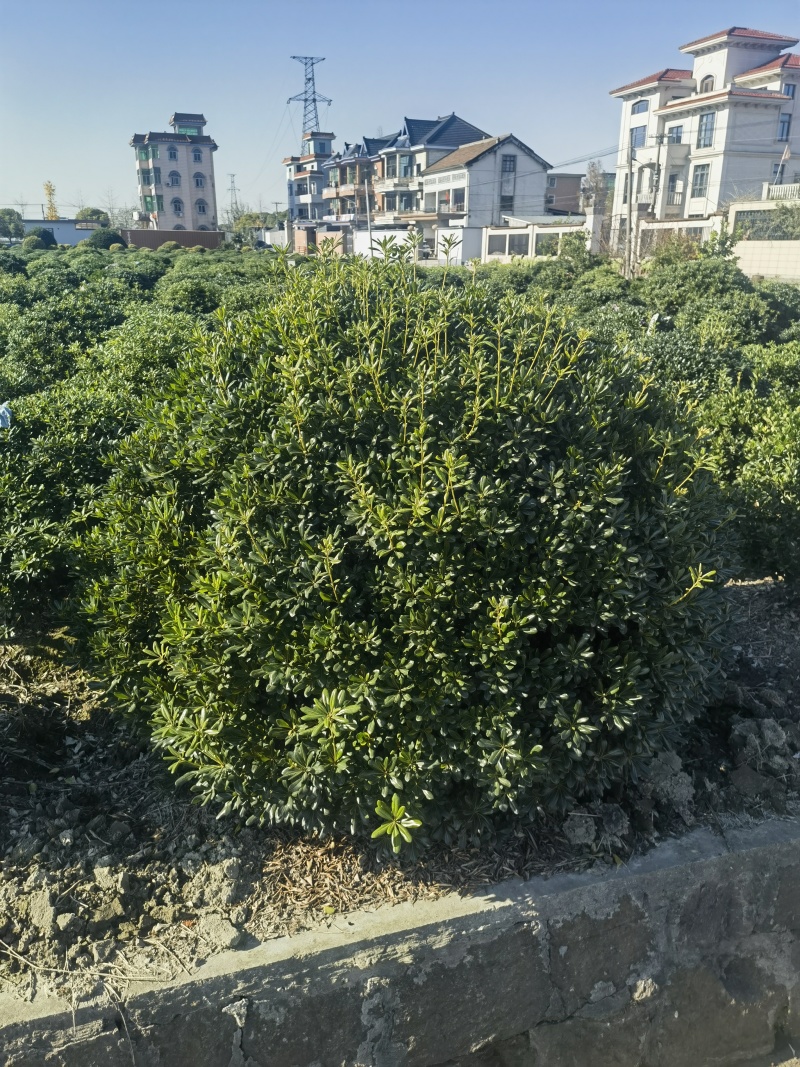 海桐球基地直供球型饱满欢迎实地考察各种规格齐全