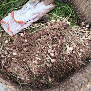 野葱野生野葱***当季