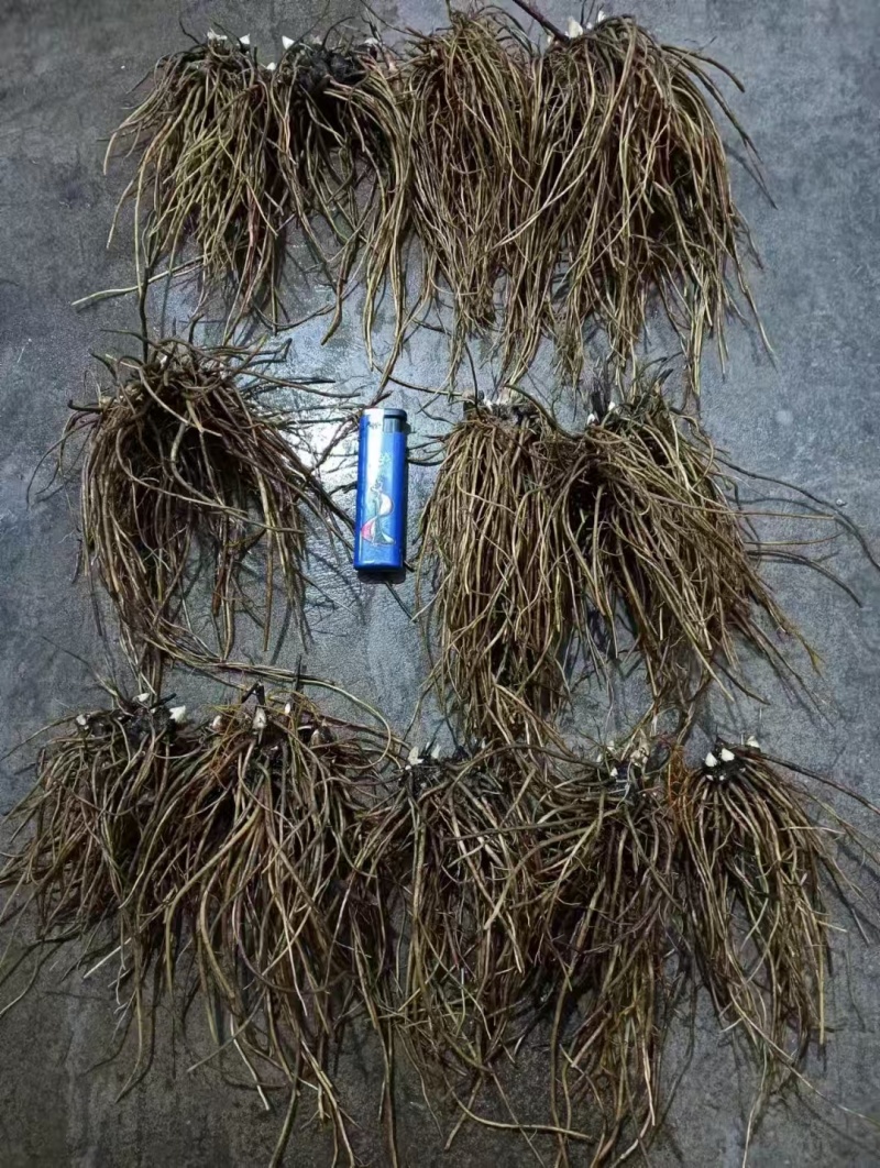 朱砂点北苍术苍术货源充足量大从优欢迎来电洽谈