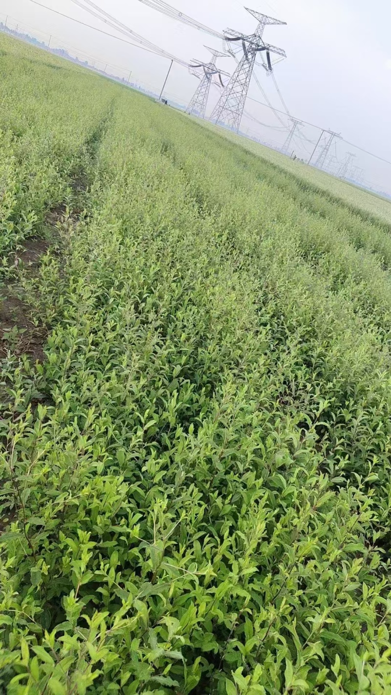 朱砂点北苍术苍术货源充足量大从优欢迎来电洽谈