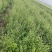 朱砂点北苍术苍术货源充足量大从优欢迎来电洽谈