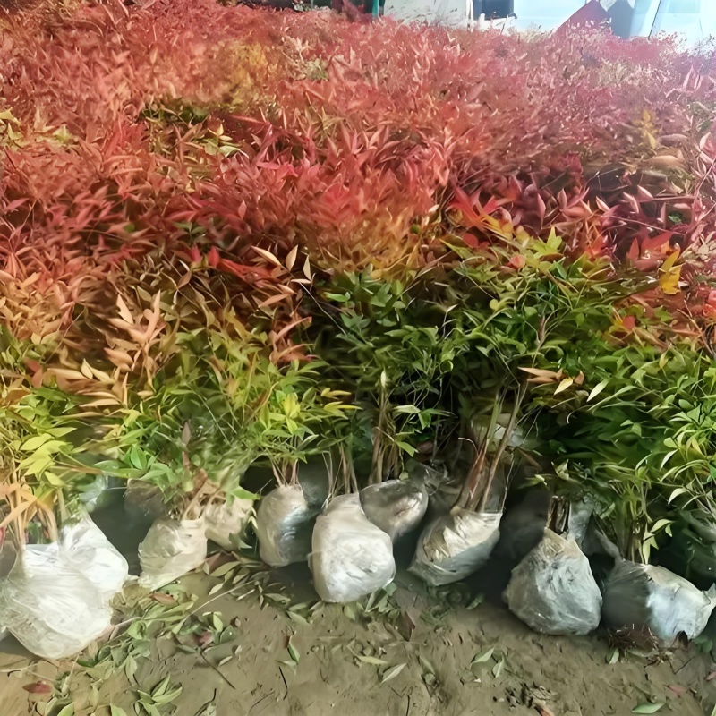 基地批发南天竹又叫红天竹20-1米5高量大